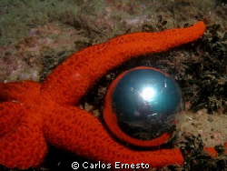 sea star (just creative not manipulated) by Carlos Ernesto 